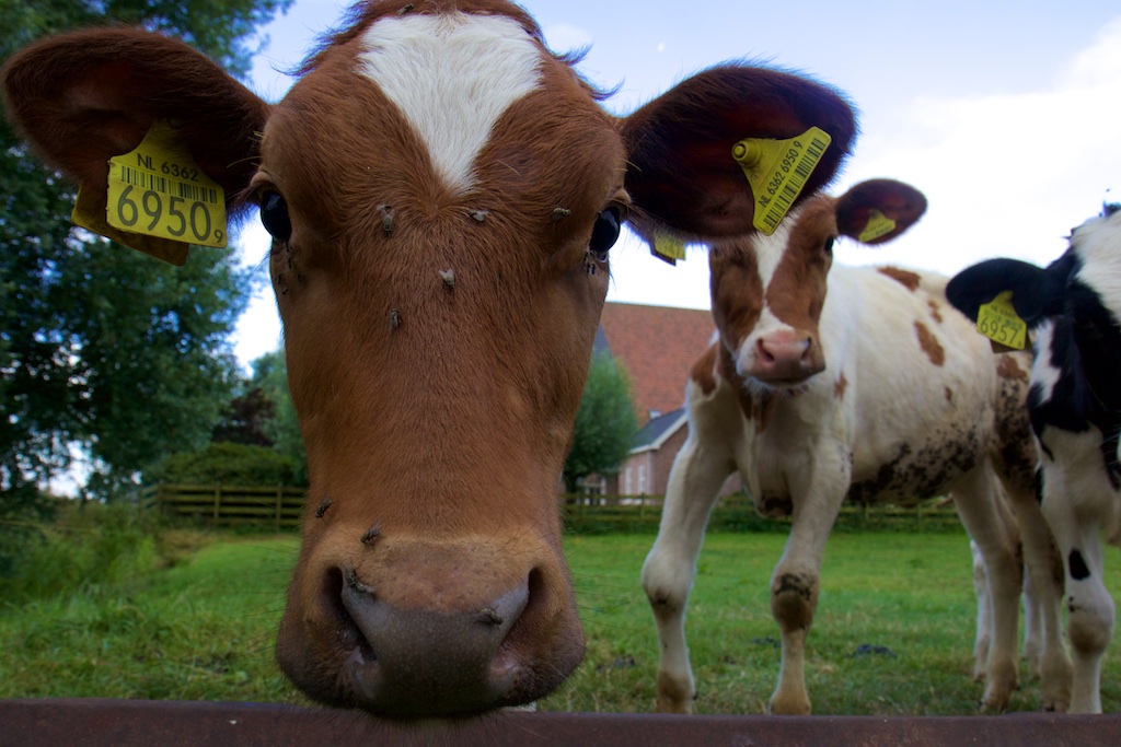 Waarom zijn koeien ‘milieuramp’, maar biobrandstoffen niet?